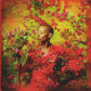 Gail Ann Dorsey - I Used to Be